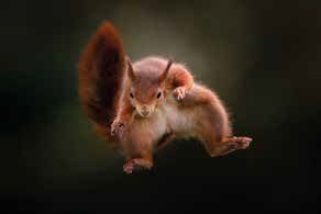 , Terry Donnelly&#8217;s Red Squirrel Project &#8211; Introducing Bobby and Jagger with their talented relatives