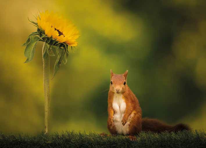 , Terry Donnelly&#8217;s Red Squirrel Project &#8211; Introducing Bobby and Jagger with their talented relatives