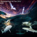 Underwater Photographer of the Year 2021: 'Sharks' Skylight' Renee Capozzola (USA)