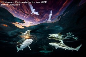 Underwater Photographer of the Year 2021: 'Sharks' Skylight' Renee Capozzola (USA)