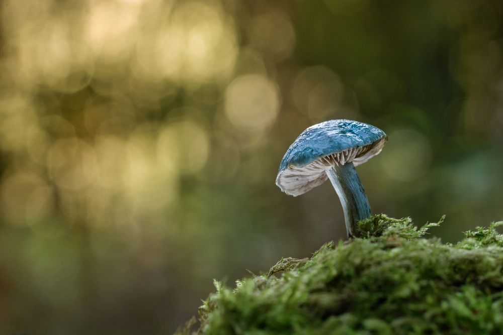 The Natural World – Plants, Forests and Fungi Photographer of the Year 2020