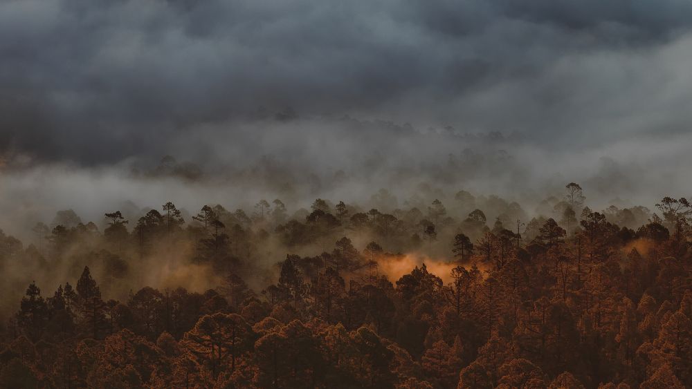 Environmental Awareness Photographer of the Year 2020