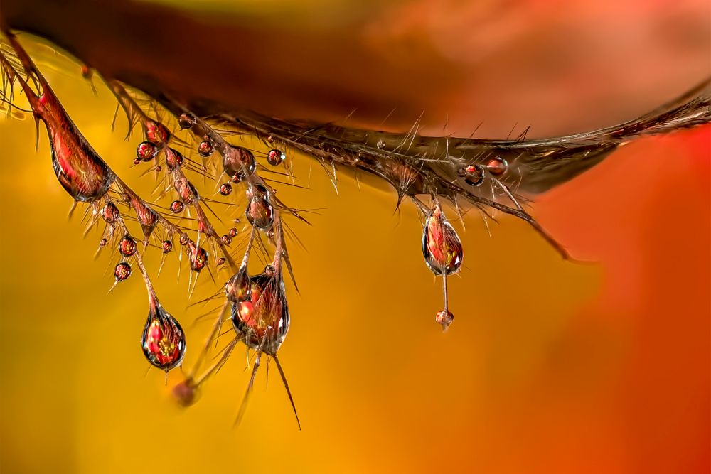 , Macro and Close-up Photographer of the Year 2020