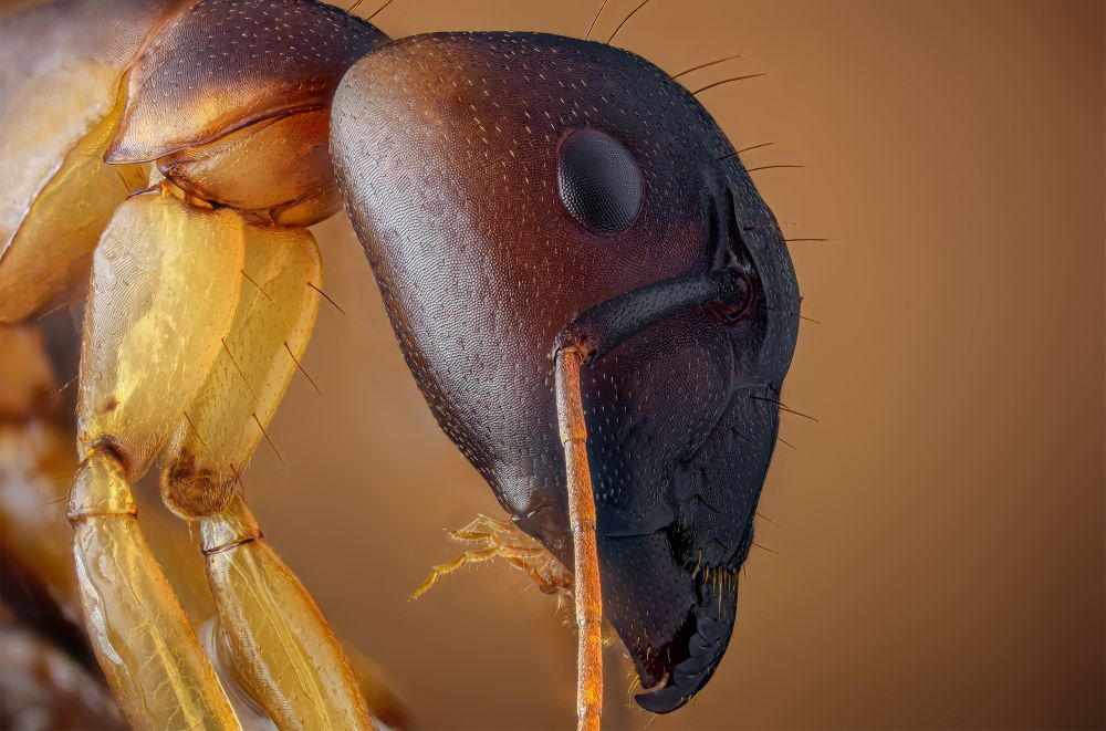 , Macro and Close-up Photographer of the Year 2020