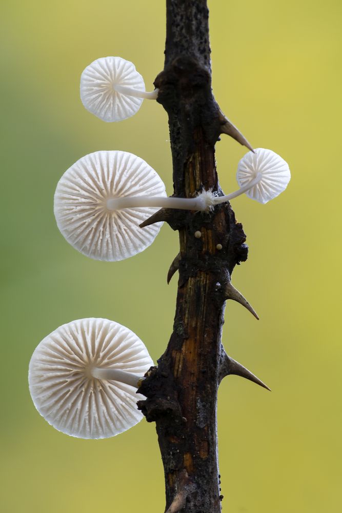 , The Natural World – Plants, Forests and Fungi Photographer of the Year 2020