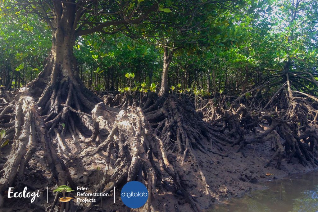 The Eden Reforestation Projects