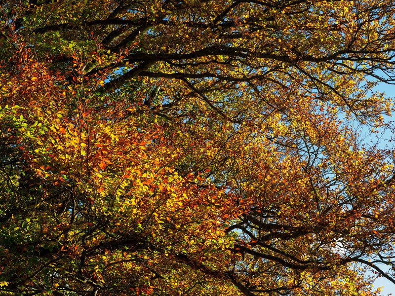 autumn colour background