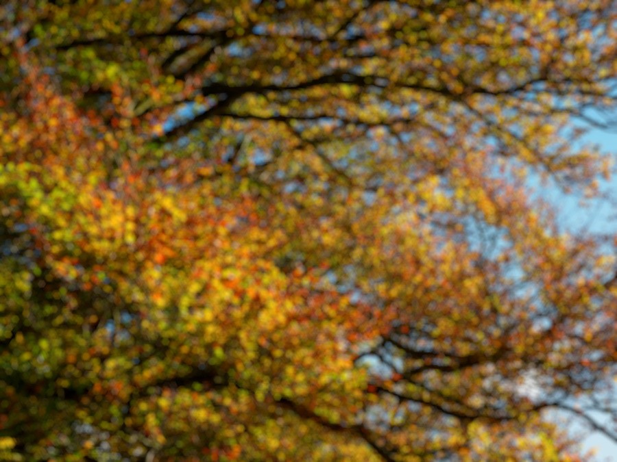 autumn colour background blurred