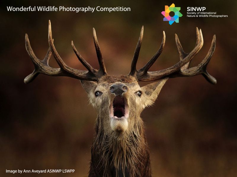 , Open to All Photographic Competitions – Open to both members and non-members alike