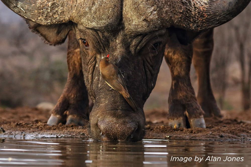 , Stunning Photographs win SINWP Bird Photographer of the Year 2021 in aid of RSPB