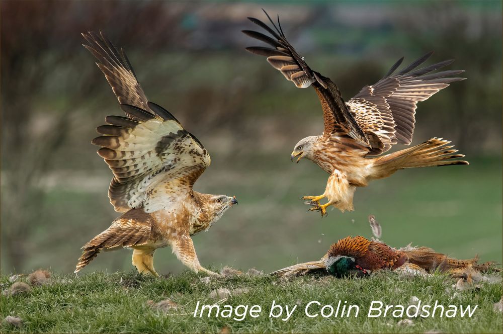 , Stunning Photographs win SINWP Bird Photographer of the Year 2021 in aid of RSPB