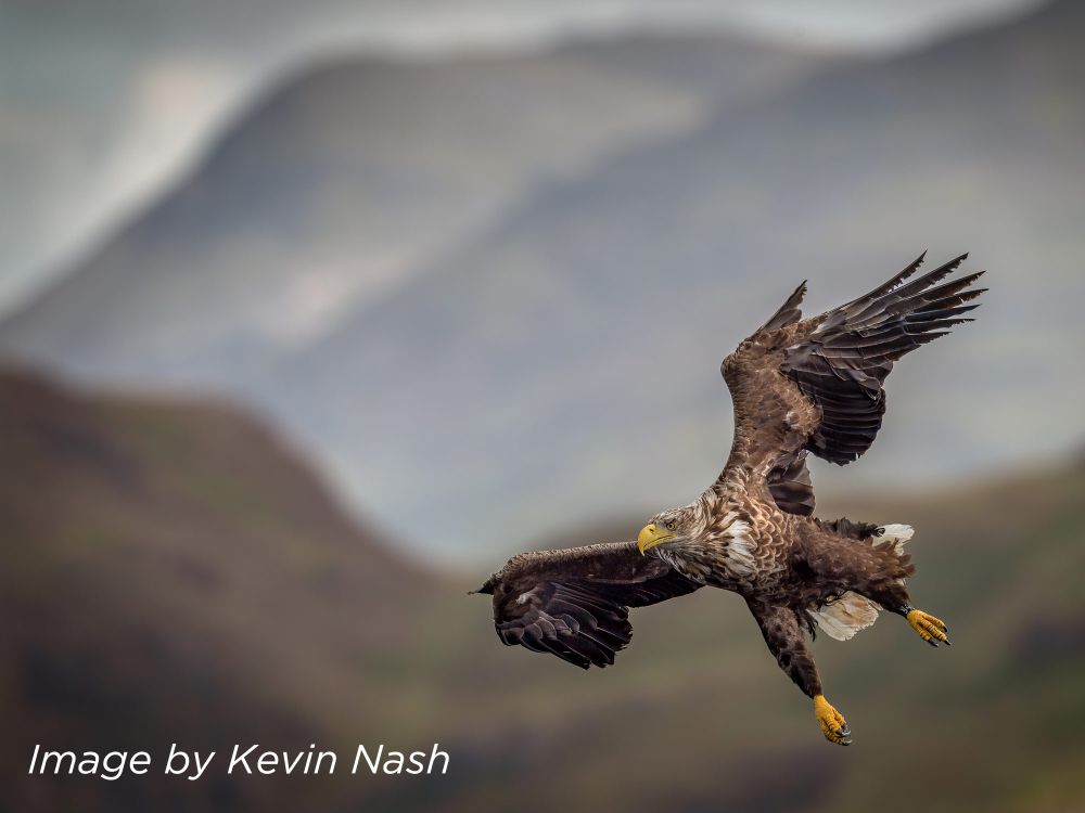 , Stunning Photographs win SINWP Bird Photographer of the Year 2021 in aid of RSPB