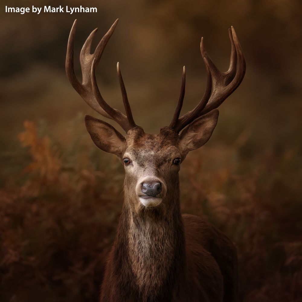 , Wonderful Wildlife Photography Competition – Results Announced