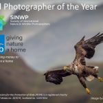SINWP Bird Photographer of the Year 2022 in aid of RSPB