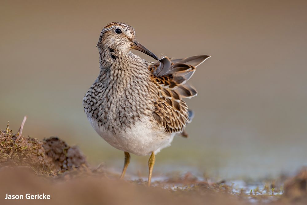 , Stunning Photograph wins SINWP Bird Photographer of the Year 2022 in aid of RSPB