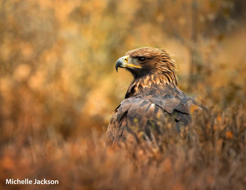 , Stunning Photograph wins SINWP Bird Photographer of the Year 2022 in aid of RSPB