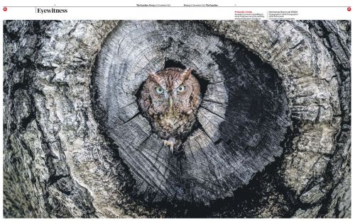 , SINWP Bird Photographer of the Year 2022 in aid of RSPB in the news!
