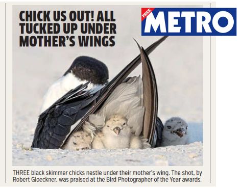 , SINWP Bird Photographer of the Year 2022 in aid of RSPB in the news!