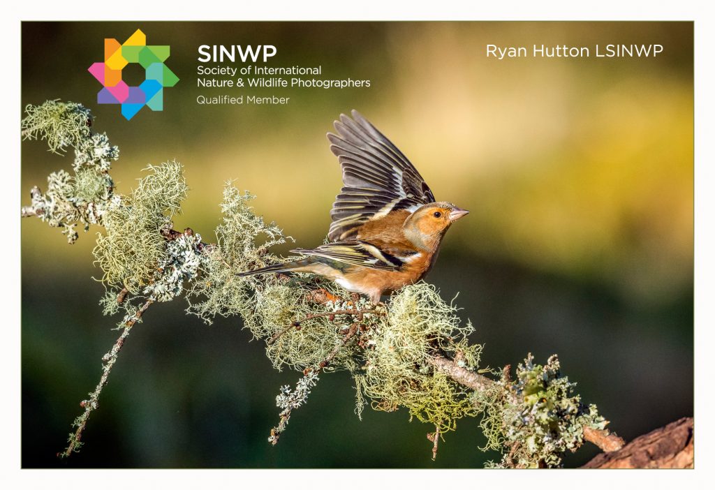 Ryan Hutton qualifies with Society of International Nature and Wildlife Photographers