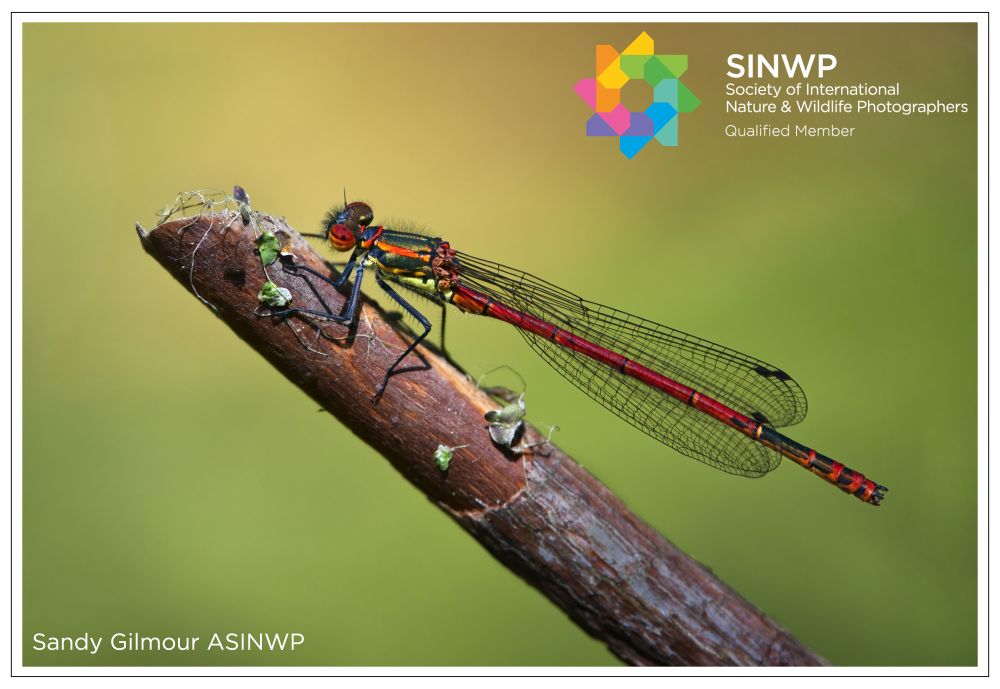 , Sandy Gilmour qualifies with The Society of International Nature and Wildlife Photographers