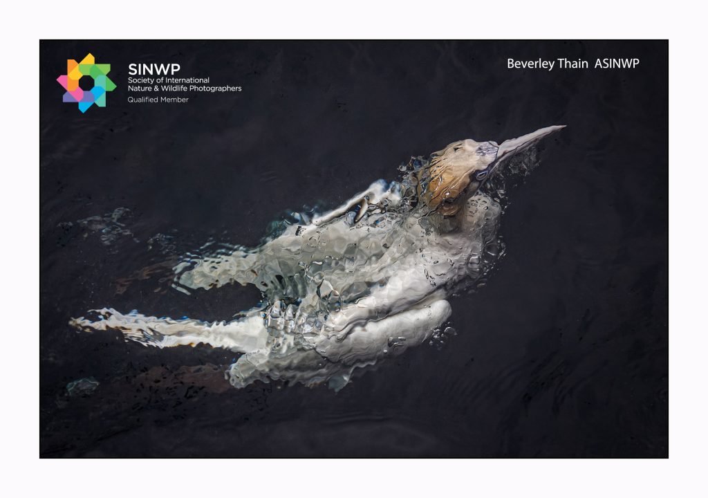 , Beverley Thain qualifies with The Society of International Nature and Wildlife Photographers