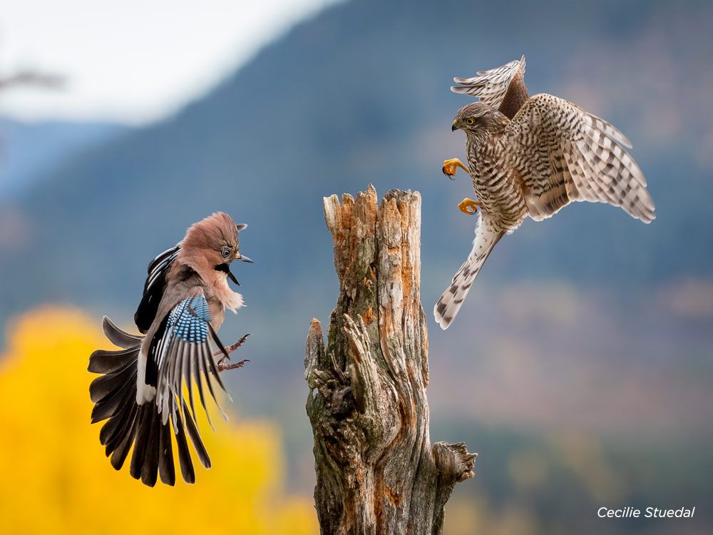 , Eurasian sparrowhawk trying to catch a Eurasian Jay wins Nature in Action Photography Competition