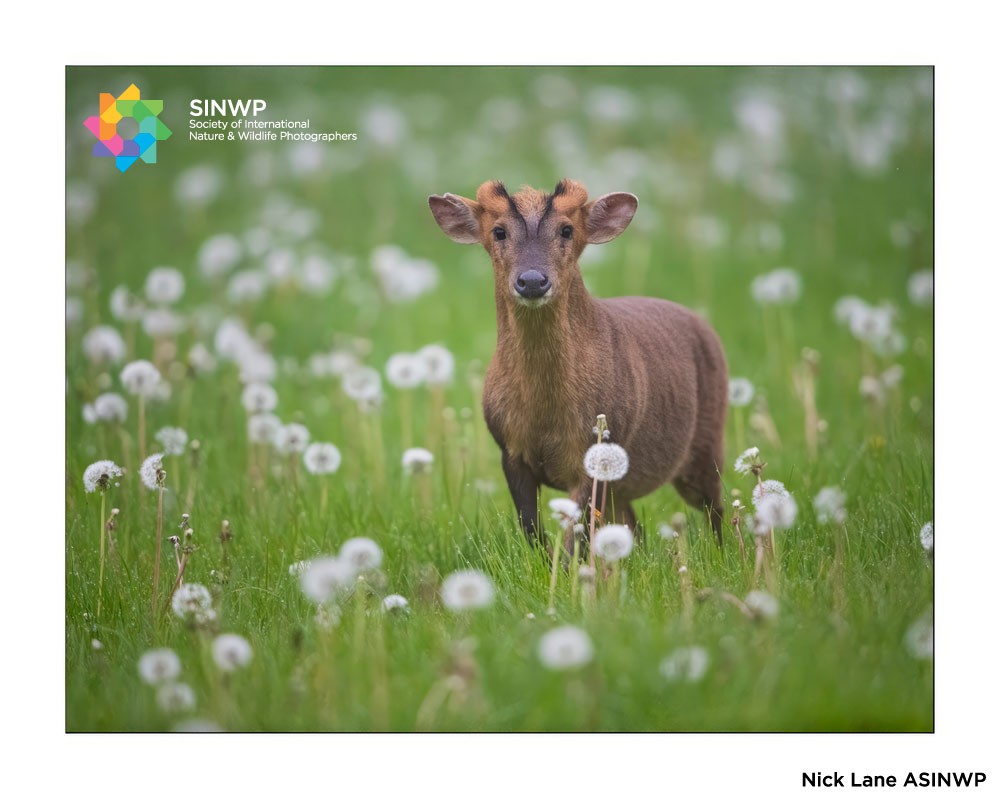 , Nick Lane qualifies with The Society of International Nature and Wildlife Photographers