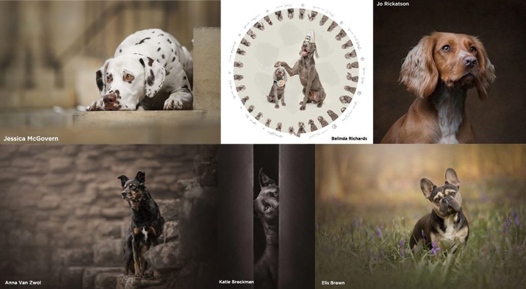 , Dogs Photography Competition
