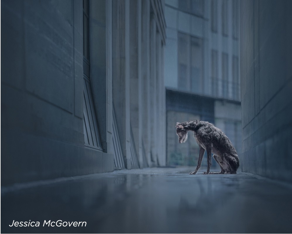 , Photographer Wins Award for &#8220;Abandoned&#8221; Dog Image
