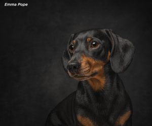 Dogs Photography Comp Results