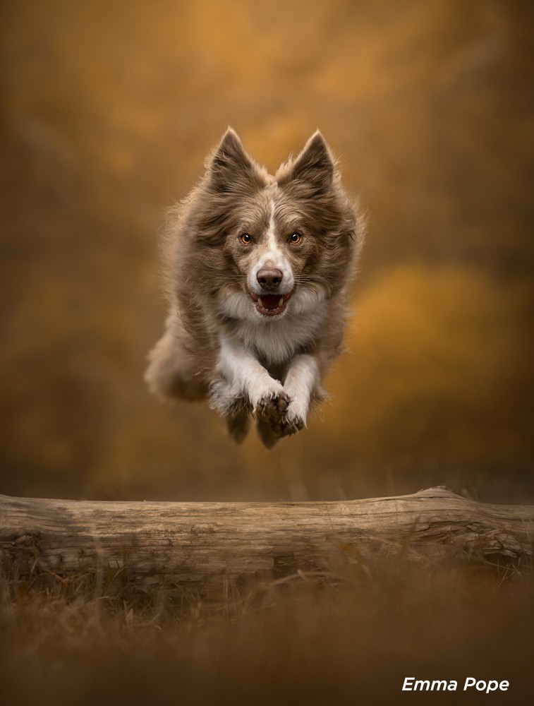 , Dogs Photography Competition &#8211; Results Announced