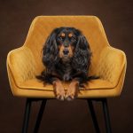 Jessica McGovern studio Stunning Dog Shots