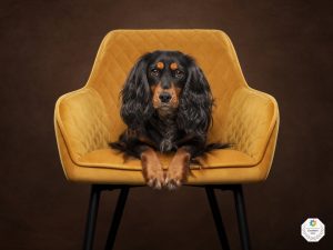 Jessica McGovern studio Stunning Dog Shots