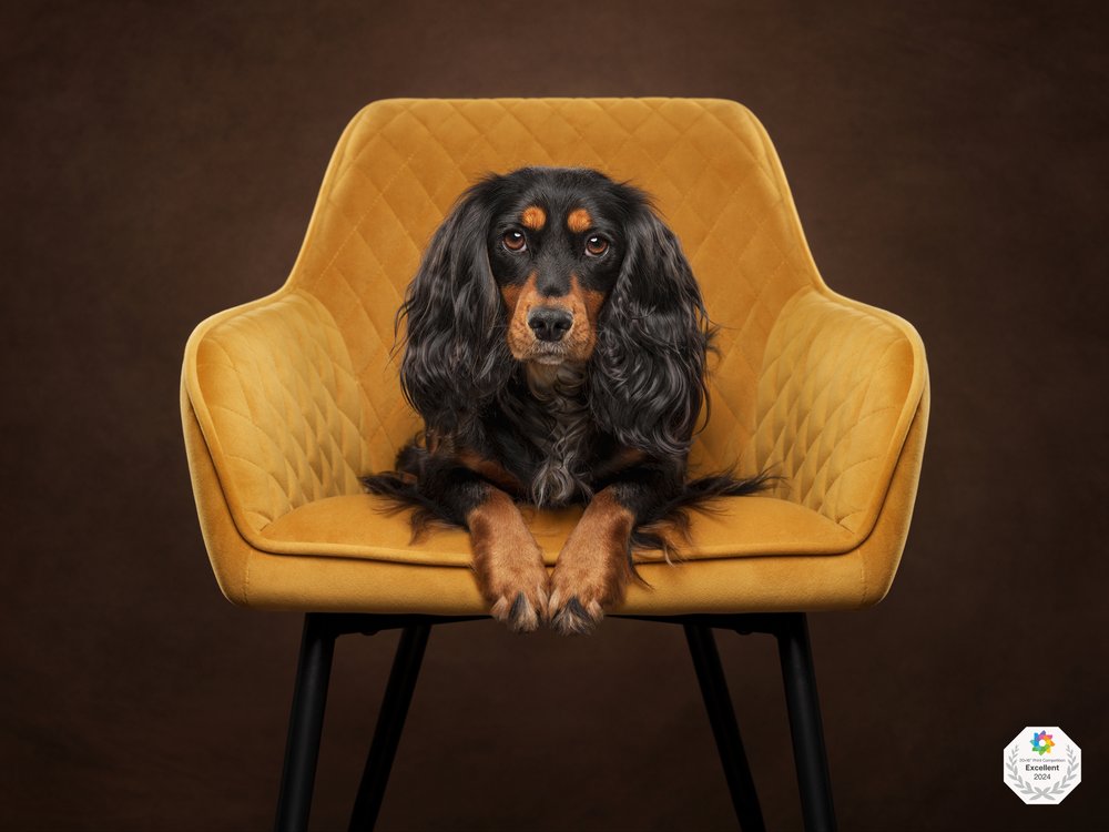 Jessica McGovern studio  Stunning Dog Shots