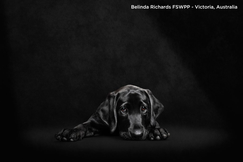 , Join The Society of Photographers – 50% Off Membership Offer