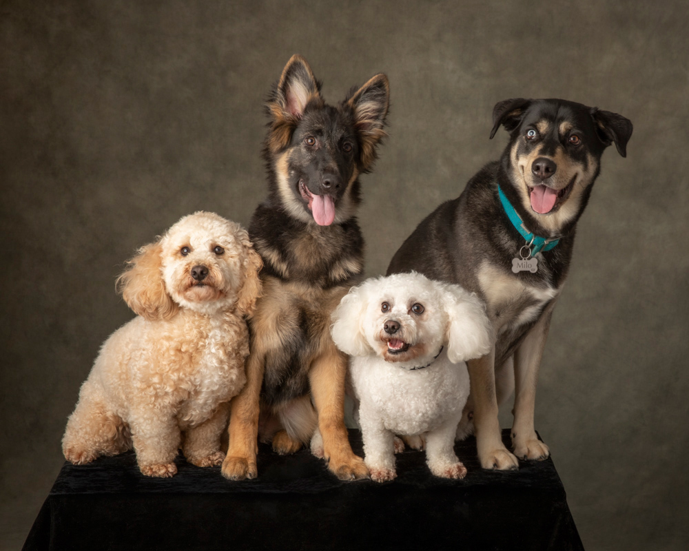 Dorset Pet Portrait Photography Studio