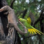 SINWP Bird Photographer of the Year 2024 in aid of RSPB