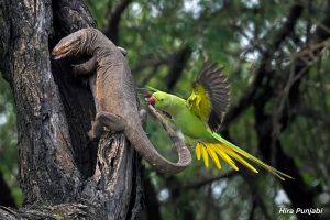 SINWP Bird Photographer of the Year 2024 in aid of RSPB