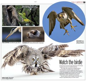 Parakeet Biting Monitor Lizard Grabs Top Spot