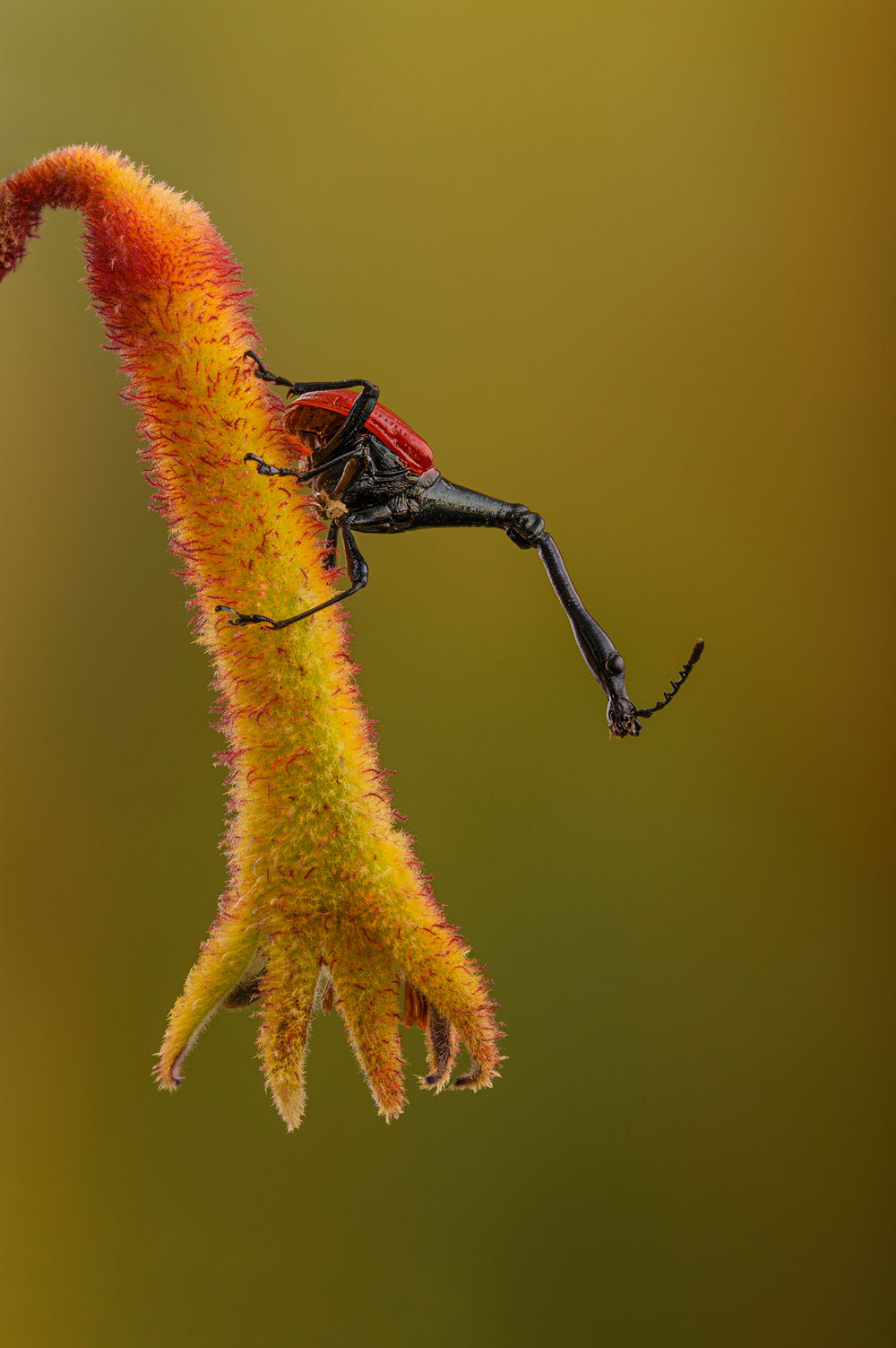 , Macro and Close-up Photographer of the Year 2024