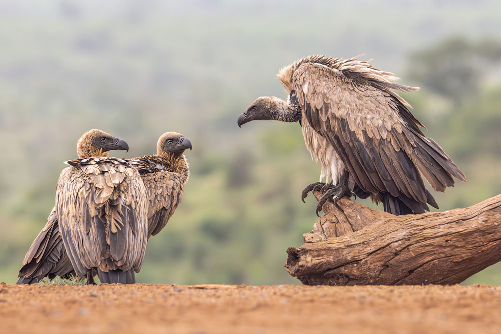 , The Natural World &#8211; Wild Animals Photographer of the Year 2024