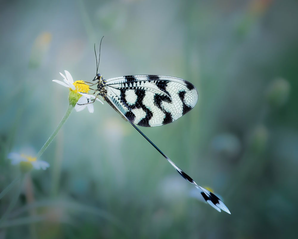 , Macro and Close-up Photographer of the Year 2024