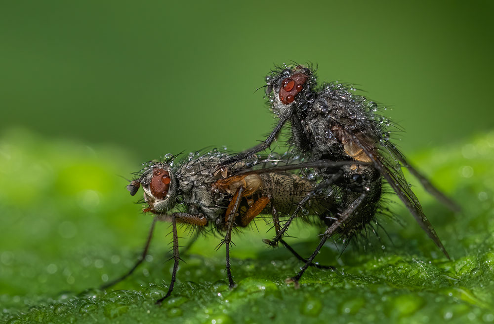 , Macro and Close-up Photographer of the Year 2024