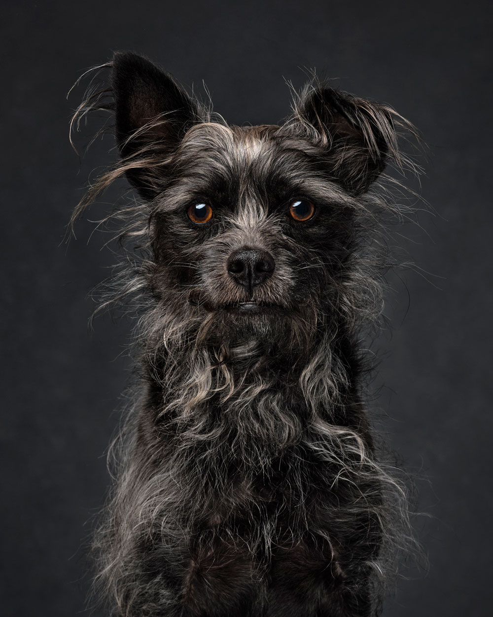 , Pet Portrait Photographer of the Year 2024