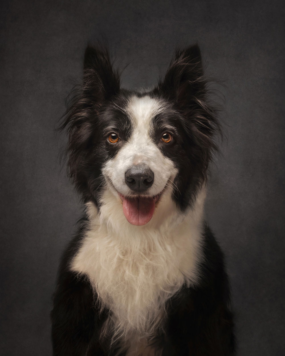 , 20 x 16″ Pet Portrait Photographer of the Year 2025