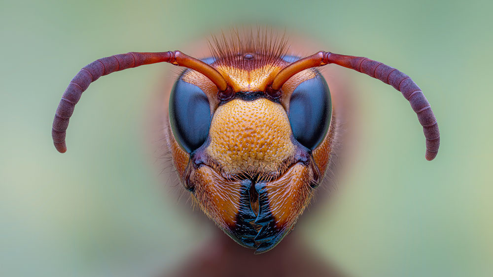 , Macro and Close-up Photographer of the Year 2024