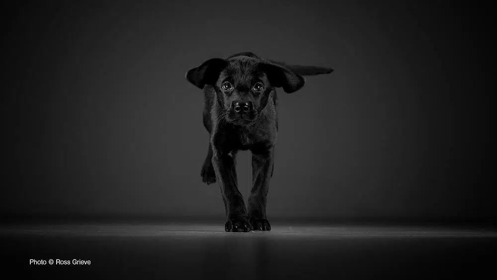 Ross Grieve Pet Photography