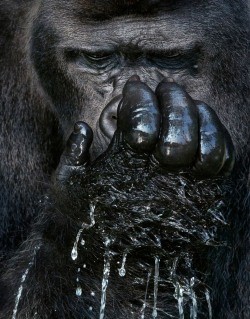 Endangered Photography Exhibition