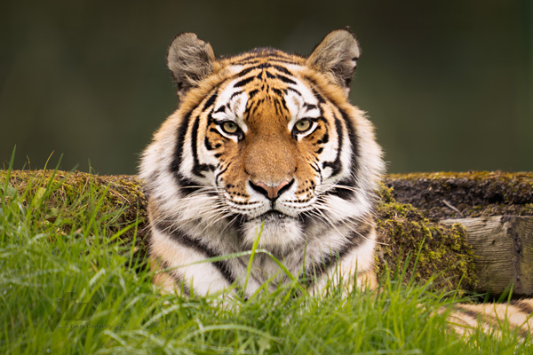 , Zoo Visions with Terry Donnelly (Experience Day)