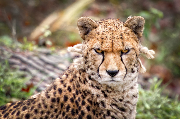 , Zoo Visions with Terry Donnelly (Experience Day)